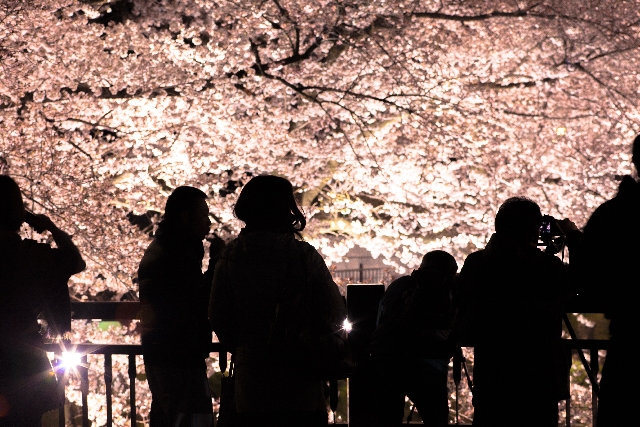 東京都内の夜桜デートスポット